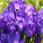 nem-csak-tulipanok-ezt-a-het-hagymas-viragot-erdemes-oktoberben.webp.webp